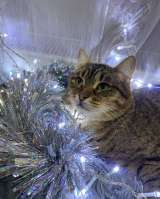 Ласковый малыш МурАмур ищет любящую семью