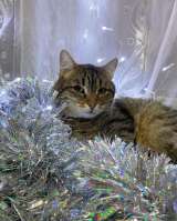 Ласковый малыш МурАмур ищет любящую семью