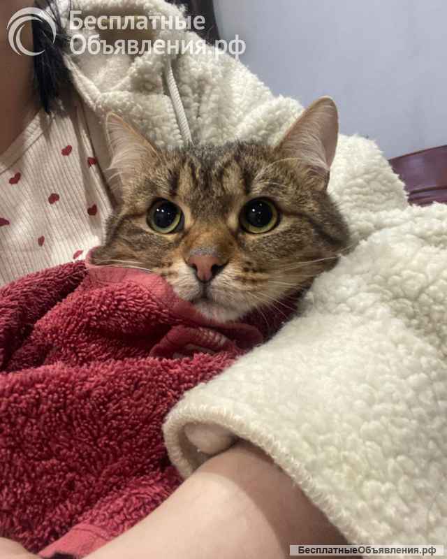 Ласковый малыш МурАмур ищет любящую семью