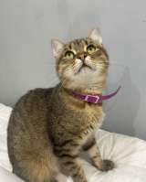 Ласковый малыш МурАмур ищет любящую семью