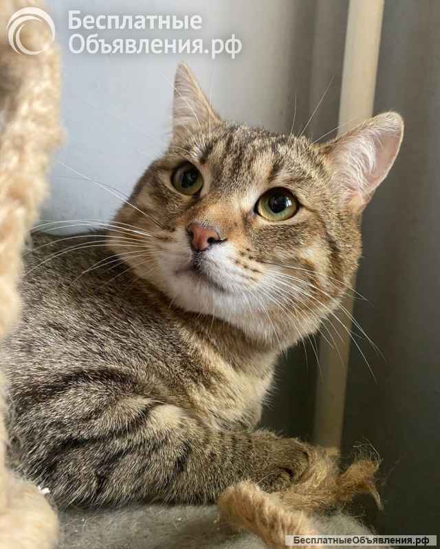 Ласковый малыш МурАмур ищет любящую семью