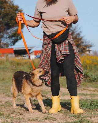 Домашняя миниатюрная собачка Леди, идеальный компаньон ищет дом