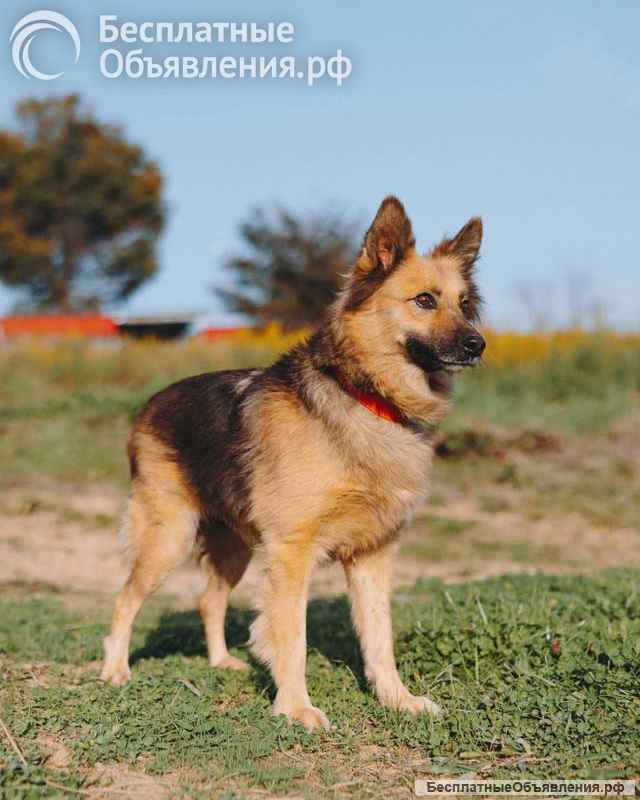 Домашняя миниатюрная собачка Леди, идеальный компаньон ищет дом