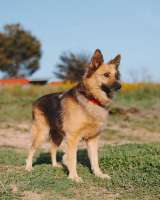 Домашняя миниатюрная собачка Леди, идеальный компаньон ищет дом