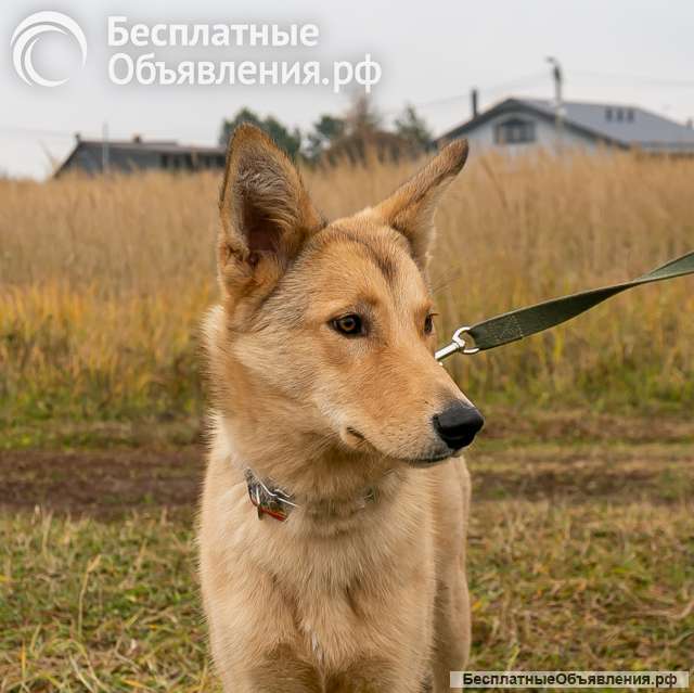 Срочно отдам в добрые руки