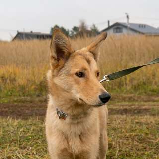 Срочно отдам в добрые руки