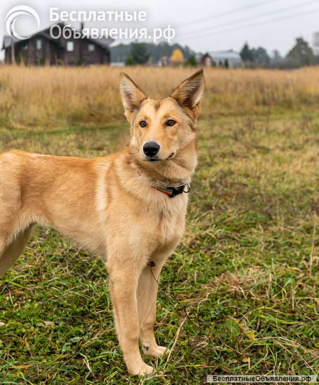 Срочно отдам в добрые руки