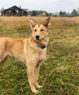 Срочно отдам в добрые руки