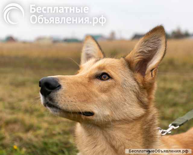 Срочно отдам в добрые руки