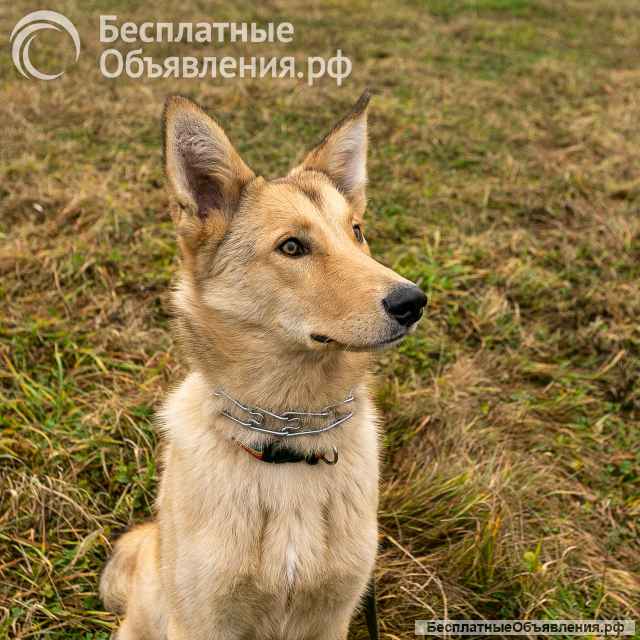 Срочно отдам в добрые руки