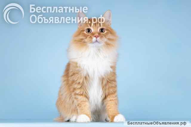 Для рыжего лапочки по имени Пушкин ищем самые добрые руки