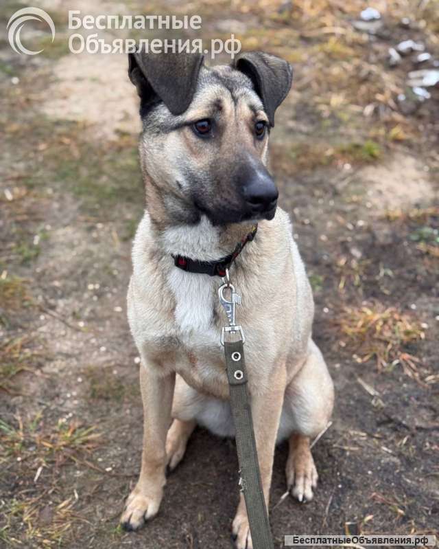 Ищем любящий дом для Бури нежной и ласковой девочки, которая очень нуждается в семье