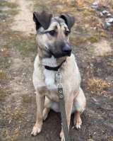 Ищем любящий дом для Бури нежной и ласковой девочки, которая очень нуждается в семье