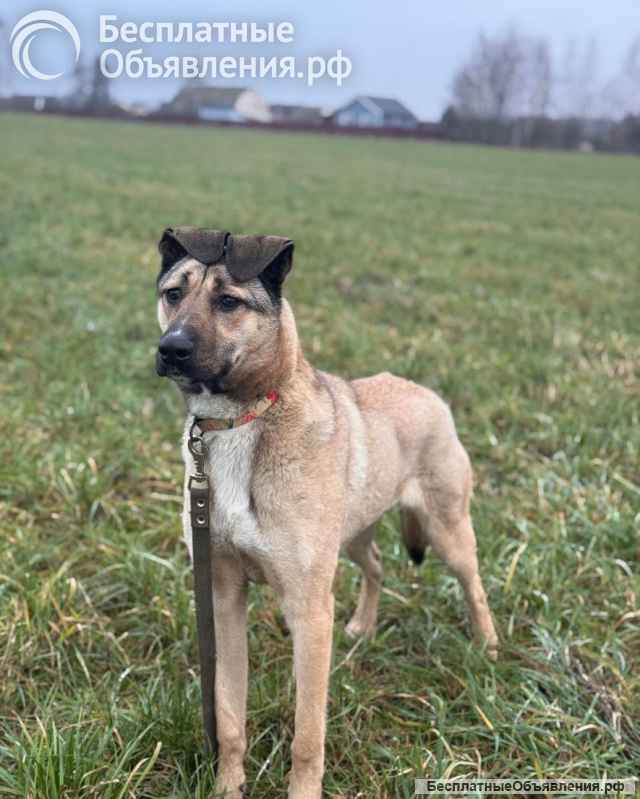 Ищем любящий дом для Бури нежной и ласковой девочки, которая очень нуждается в семье