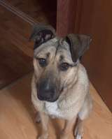 Ищем любящий дом для Бури нежной и ласковой девочки, которая очень нуждается в семье