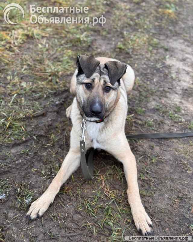 Ищем любящий дом для Бури нежной и ласковой девочки, которая очень нуждается в семье