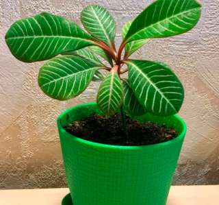 Цветы в интерьере