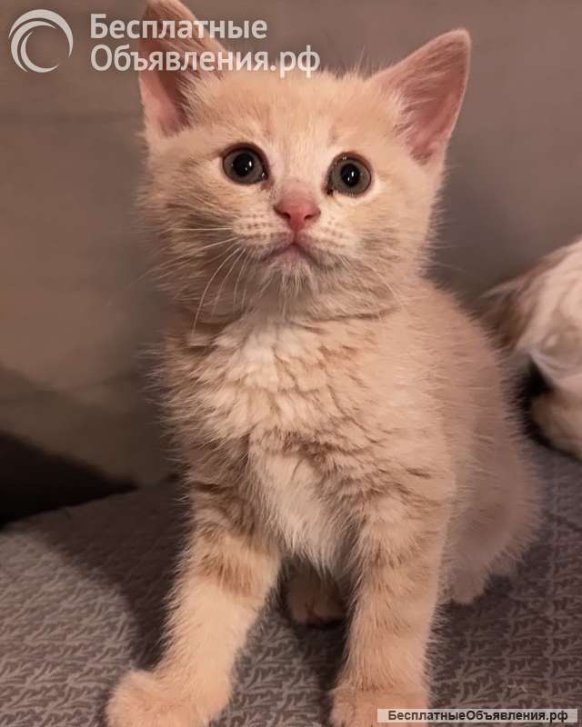 Комочки счастья