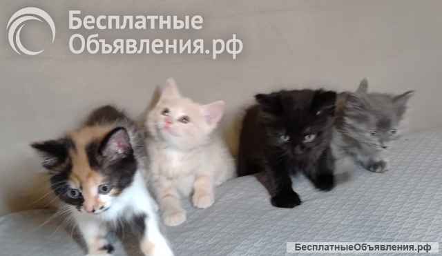 Комочки счастья