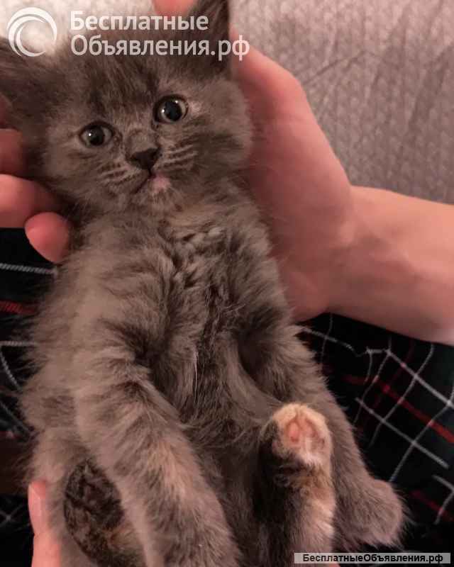 Комочки счастья