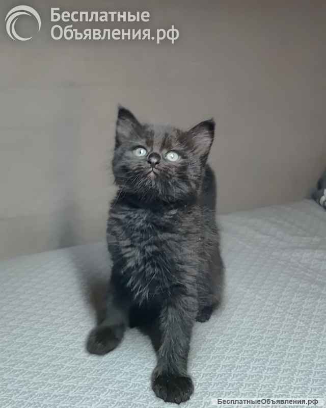 Комочки счастья