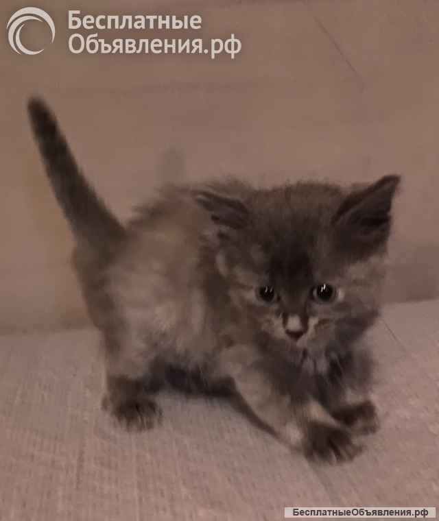 Комочки счастья