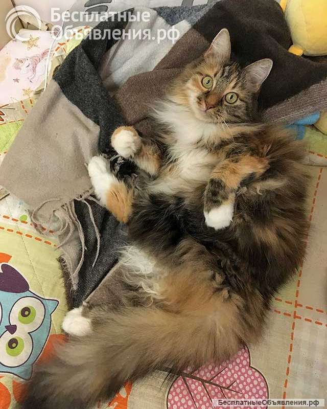 Домашняя трехцветная кошечка Дэлька в добрые руки