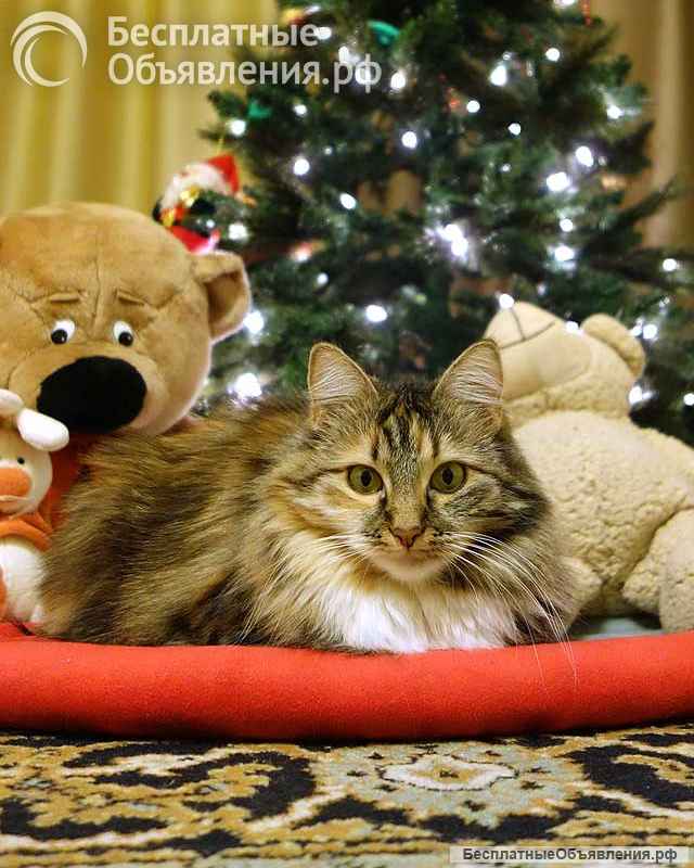 Домашняя трехцветная кошечка Дэлька в добрые руки