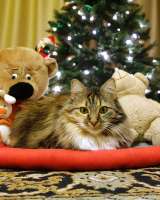 Домашняя трехцветная кошечка Дэлька в добрые руки