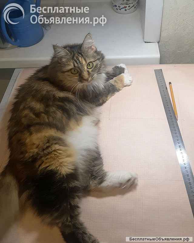 Домашняя трехцветная кошечка Дэлька в добрые руки