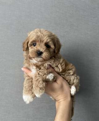 Щенки Мальтипу F1 и F2