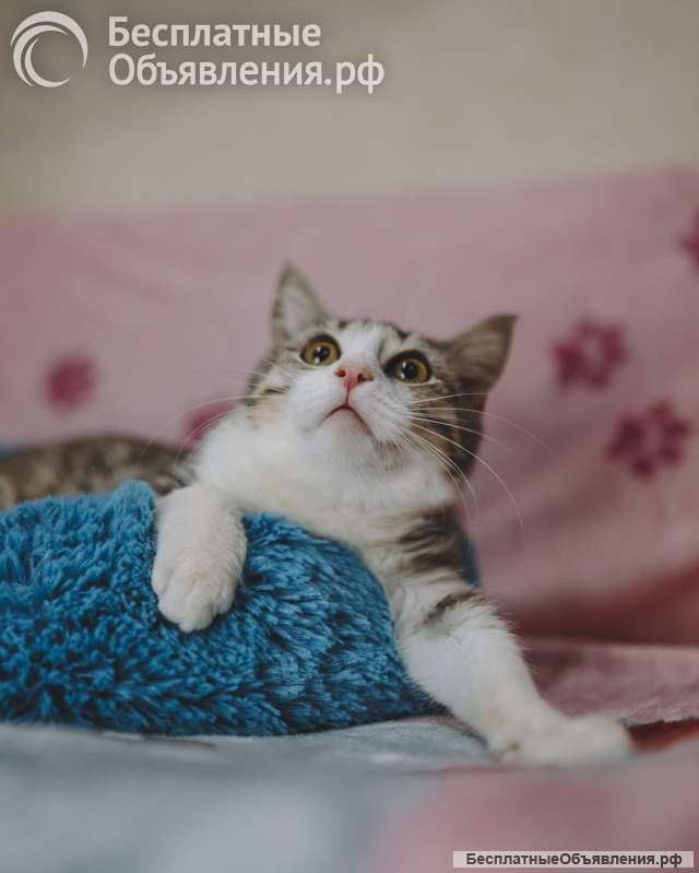 Котенок ищет семью