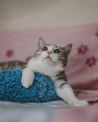 Котенок ищет семью