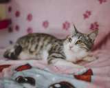 Котенок ищет семью