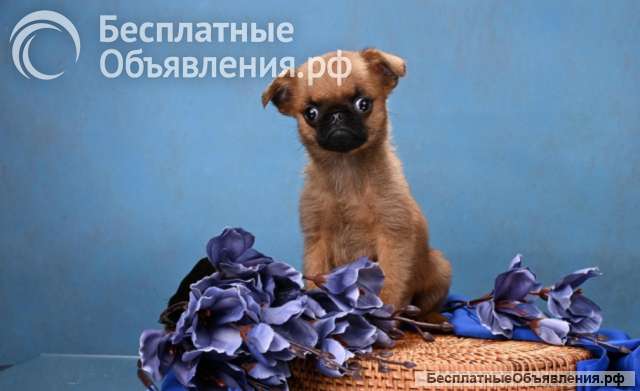 Мини мальчик пти-брабансон, доставка по Москве