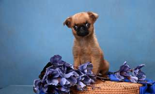 Мини мальчик пти-брабансон, доставка по Москве