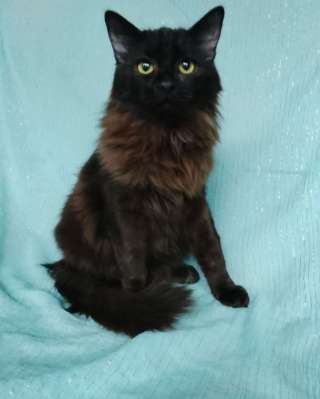 Ищет дом замечательный котик Бруно