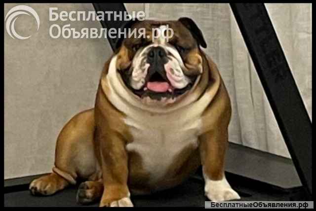 Английский бульдог щенок