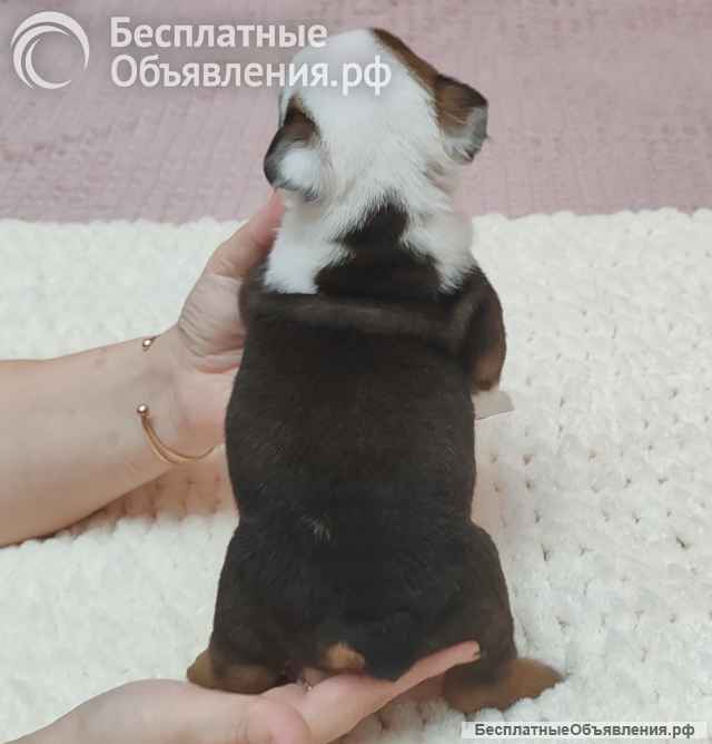 Английский бульдог щенок