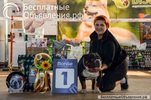 Английский бульдог щенок