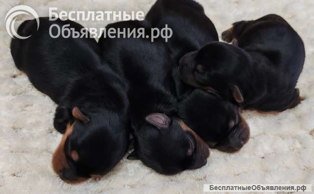 Йоркширский терьер щенки