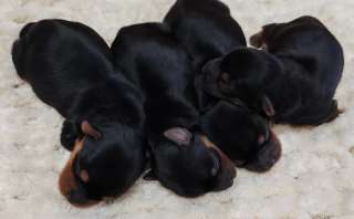 Йоркширский терьер щенки