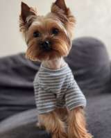 Йоркширский терьер щенки