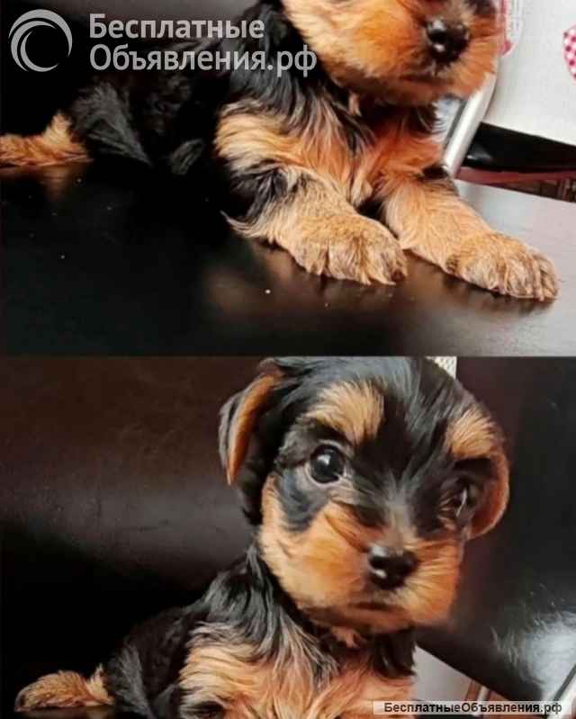 Йоркширский терьер щенки