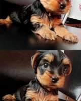 Йоркширский терьер щенки