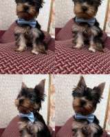 Йоркширский терьер щенки