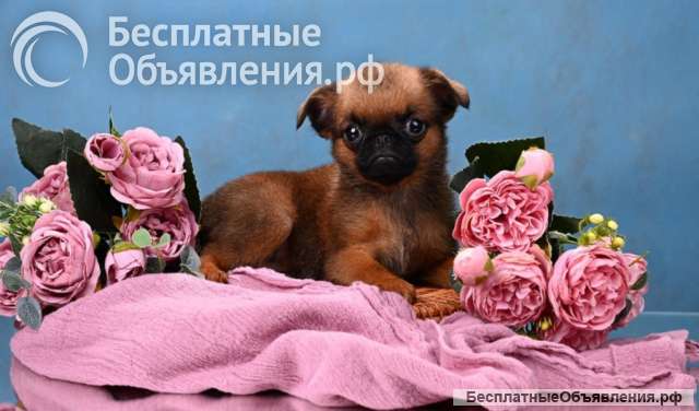 Мини девочка пти-брабансон