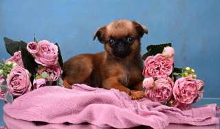 Мини девочка пти-брабансон