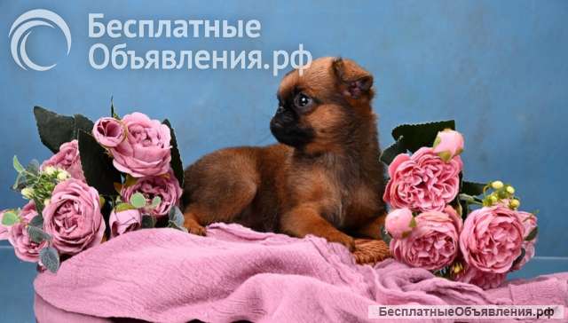 Мини девочка пти-брабансон