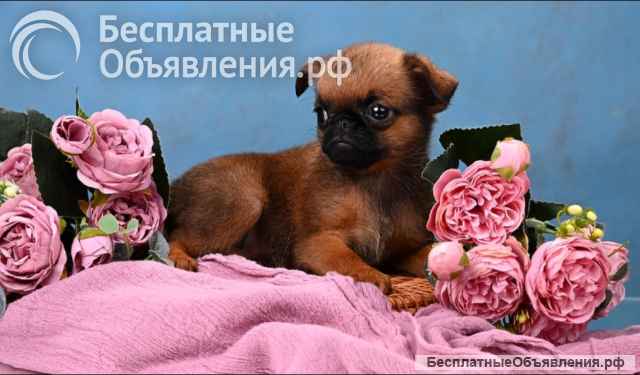 Мини девочка пти-брабансон